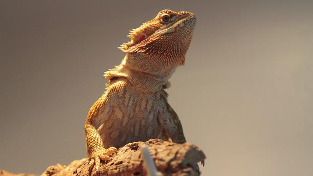 Bearded Dragon