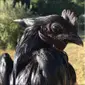 Berwarna hitam pekat, ayam cemani yang berasal dari Kedu, Jawa Tengah ini telah menarik masyarakat dunia dan di banderol dengan harga tinggi. (Foto: Instagram/darlingclandestine)