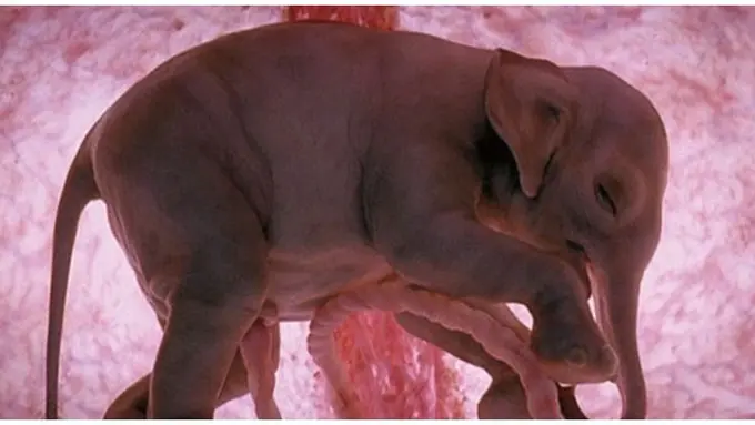 Foto: copyright diply.com