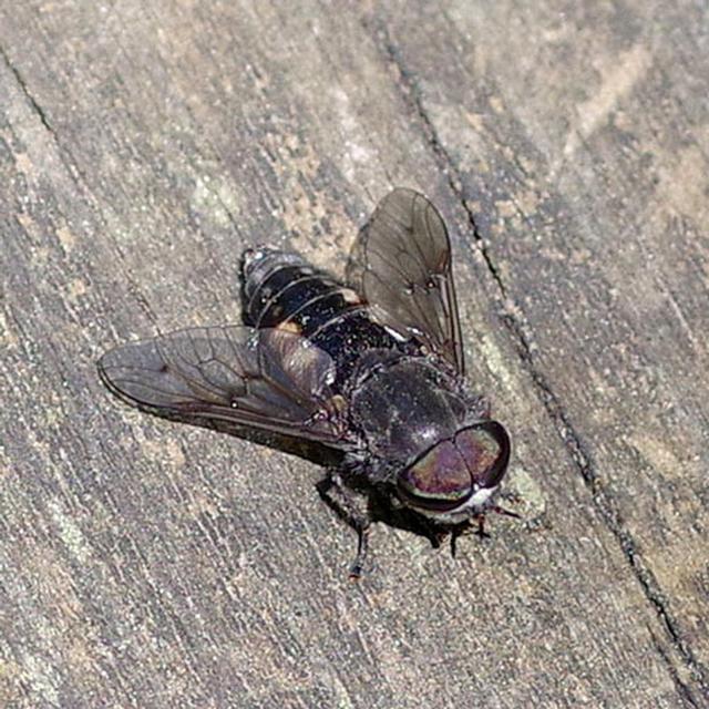 Lalat Kuda. Credit: uwm.edu