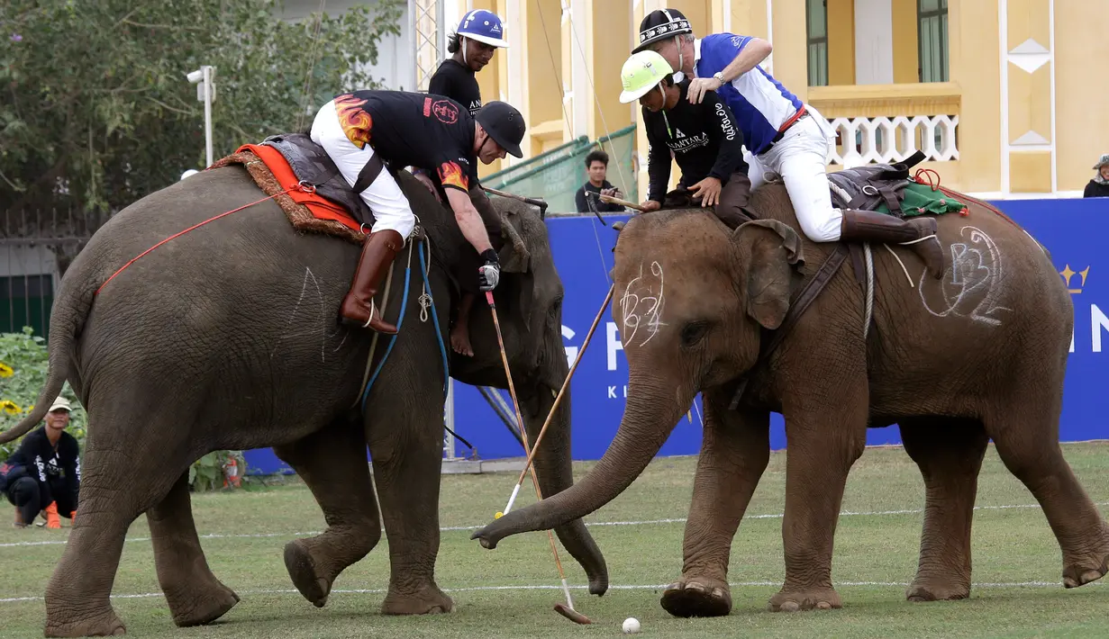 Dua pemain belakang berusaha merebut bola menggunakan tongkat saat mengikuti turnamen Polo Piala Raja Gajah di Bangkok, Thailand (9/3). Dalam turnamen ini setiap gajah ditunggangi oleh dua pemain.  (AP Photo / Sakchai Lalit)