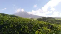 Kawasan Gunung Dempo Kota Pagar Alam menjadi salah satu tempat habitat hidup Harimau Sumatera di Sumsel (Liputan6.com / Nefri Inge)