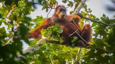 Foto selebaran tak bertanggal yang diambil oleh Pusat Informasi Orangutan dan dirilis pada 10 Juni 2026 menunjukkan orangutan Tapanuli di atas pohon di hutan Batang Toru di Sumatra Utara. Menurut para ilmuwan, tanah longsor yang dipicu oleh perubahan iklim memusnahkan hampir satu dari 10 spesies kera besar paling langka di dunia yang tersisa di Pulau Sumatra. (Handout/Pusat Informasi Orangutan/AFP)