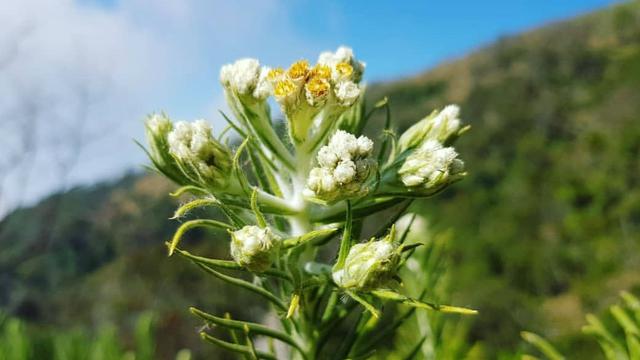 Edelweis Gunung Ciremai