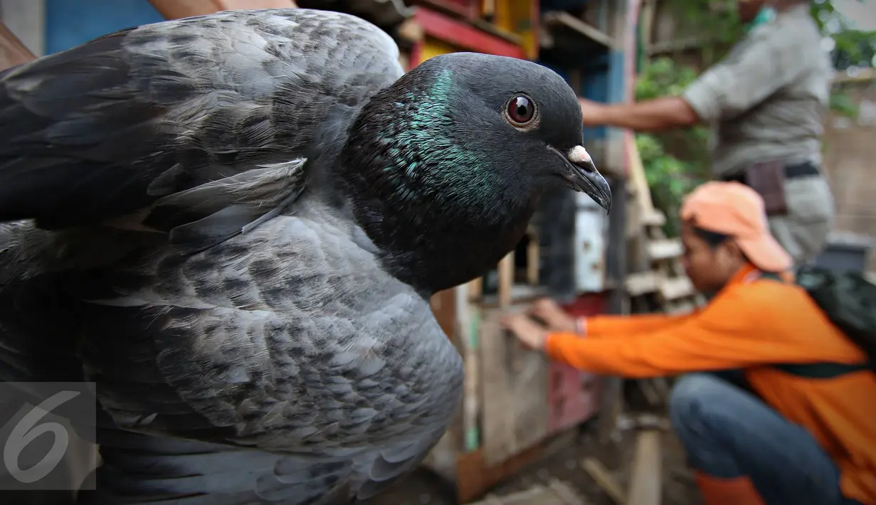 Seekor burung merpati dirazia petugas dalam operasi penertiban unggas di bantaran Kali Ciliwung, Senen, Jakarta, Rabu (18/11). Penertiban dilakukan untuk mencegah penyebaran virus flu burung. (Liputan6.com/Immanuel Antonius)