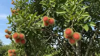 Cara Membuat Pohon Rambutan Berbuah di Luar Musim, Lebat Sepanjang Tahun