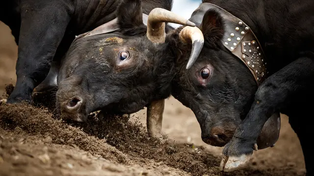 Karapan Sapi Hingga Haji, Tradisi Suku Madura yang Masih Lestari