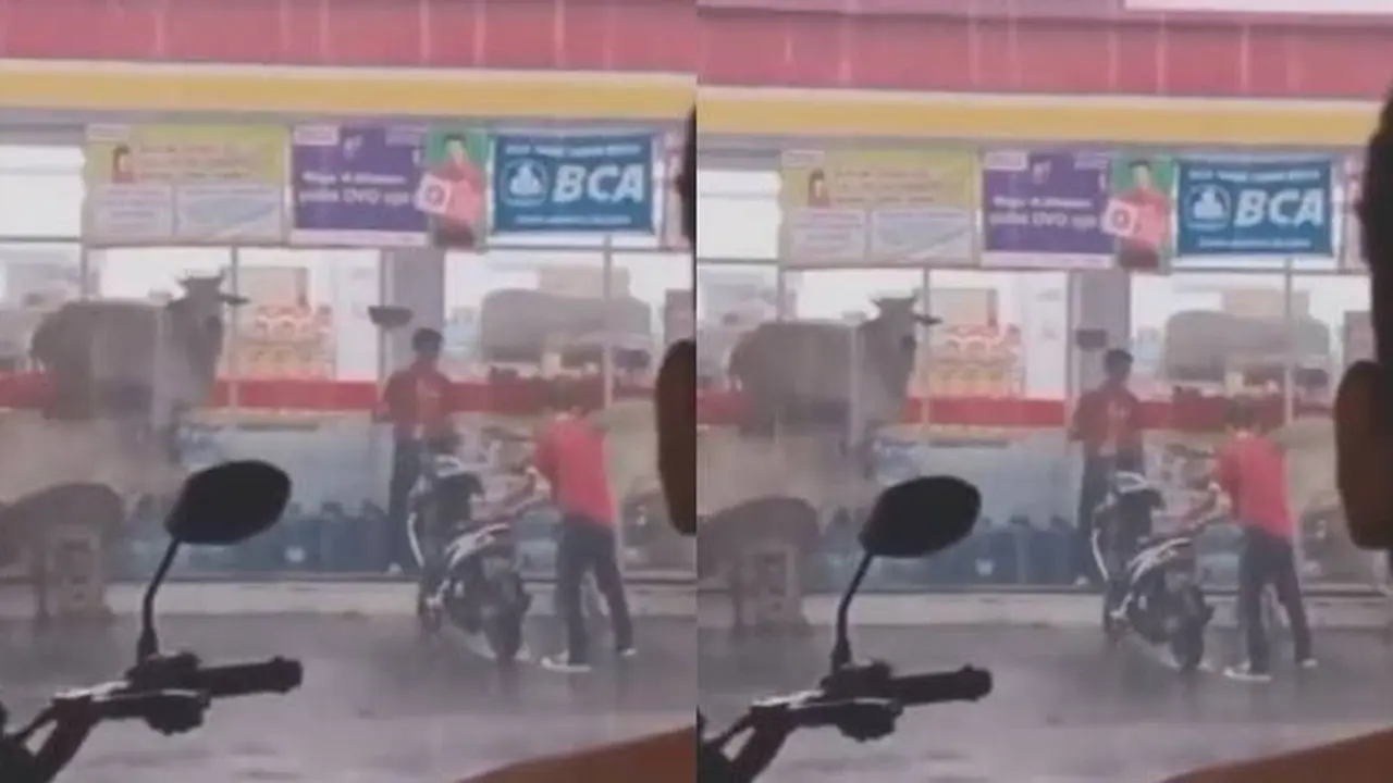 Viral Momen Sapi Berteduh di Supermarket Saat Hujan Deras Ini Bikin Heboh