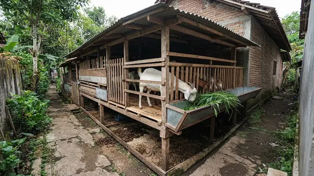 Kandang Panggung Ringkas dengan Area Pakan di Bagian Depan