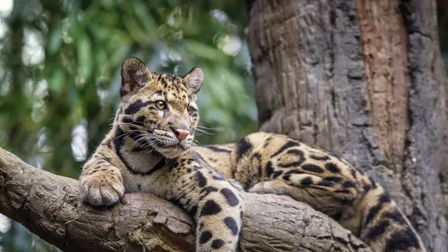 Macan Dahan