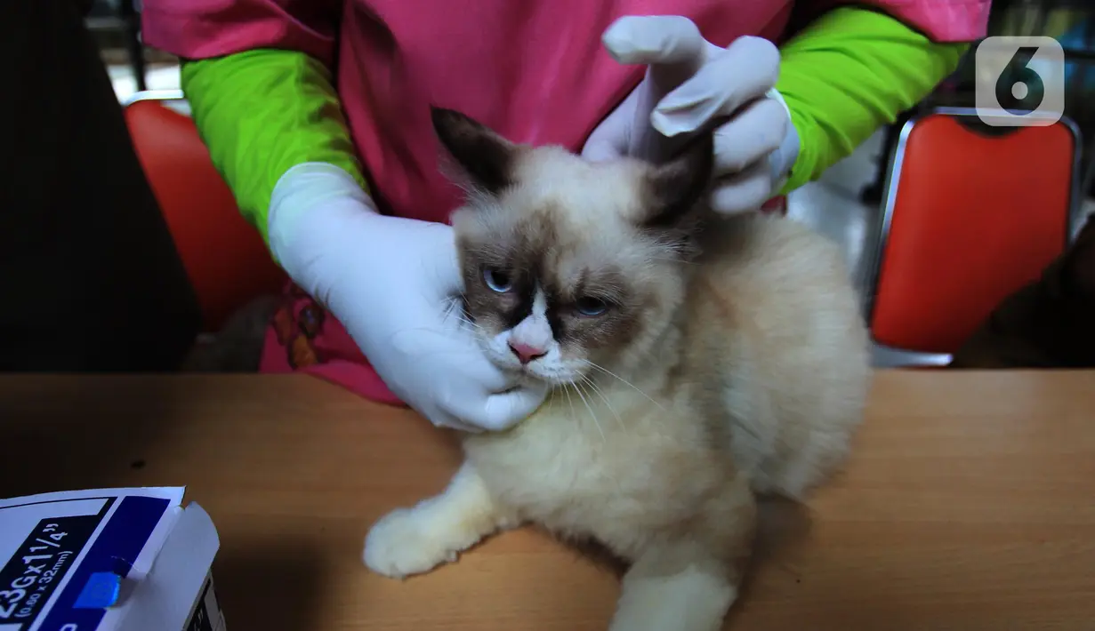 Seekor kucing mengikuti vaksinasi rabies di halaman Kantor RPTRA Hati Suci, Kampung Bali, Jakarta, Selasa (25/1/2022). Sudin KPKP Kota Administrasi Jakarta Pusat Kecamatan Tanah Abang menyediakan 100 dosis vaksin rabies dalam kegiatan vaksinasi gratis tersebut. (merdeka.com/Imam Buhori)