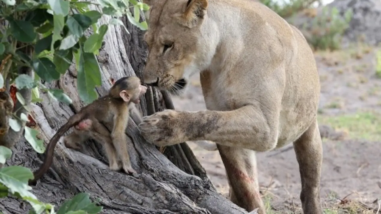 Kisah Pertemuan Bayi Baboon dan Singa dengan Akhir Tak Terduga