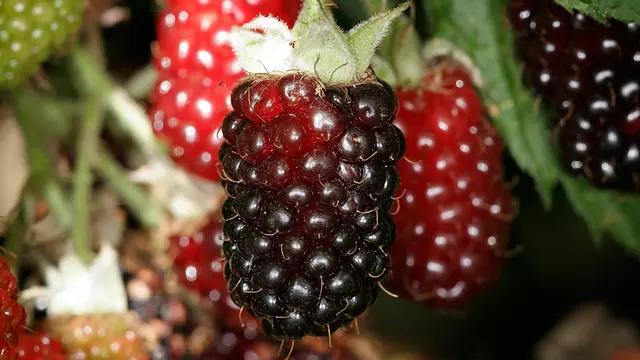 Boysenberry