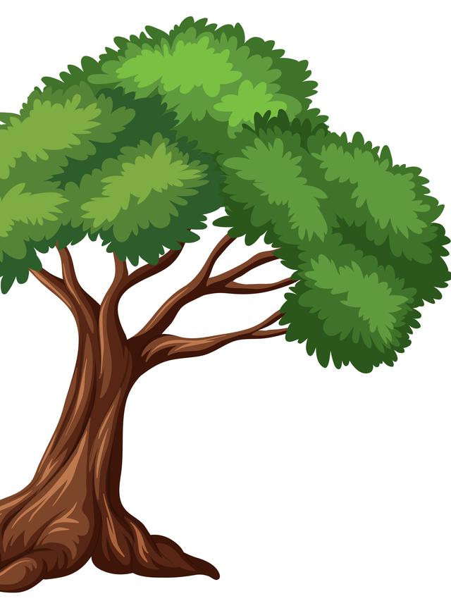 Ilustrasi pohon beringin