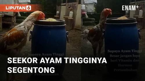 VIDEO: Seekor Ayam Tingginya Segentong, Peternak Bagikan Tipsnya