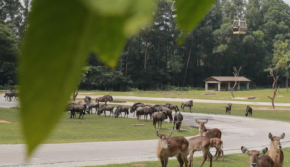 Kereta gantung tampak melintas di atas satwa di Taman Safari Chimelong, Guangzhou, Provinsi Guangdong, China, Kamis (30/4/2020). Taman Safari Chimelong kembali dibuka untuk pengunjung dengan menerapkan langkah-langkah ketat pencegahan pandemi COVID-19. (Xinhua/Lu Ye)