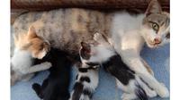 Induk kucing dan anak-anaknya./Copyright S