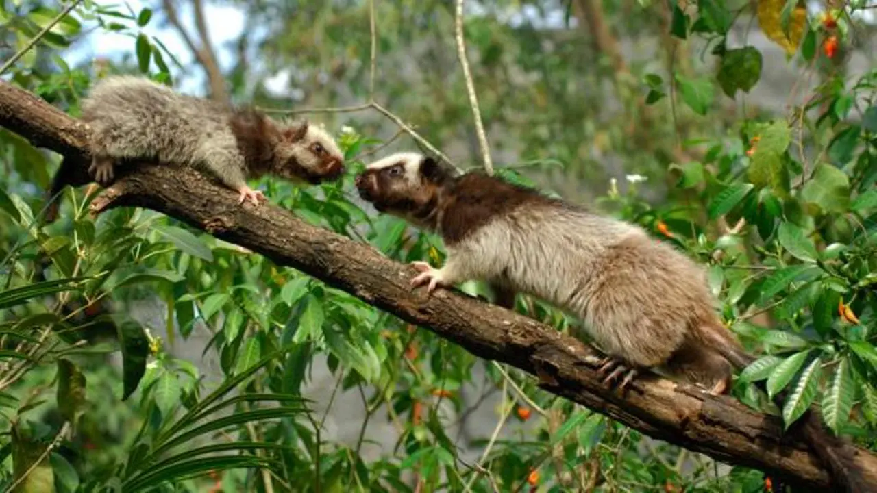 5 Tikus Terbesar di Dunia, dari Afrika Hingga Sumatra