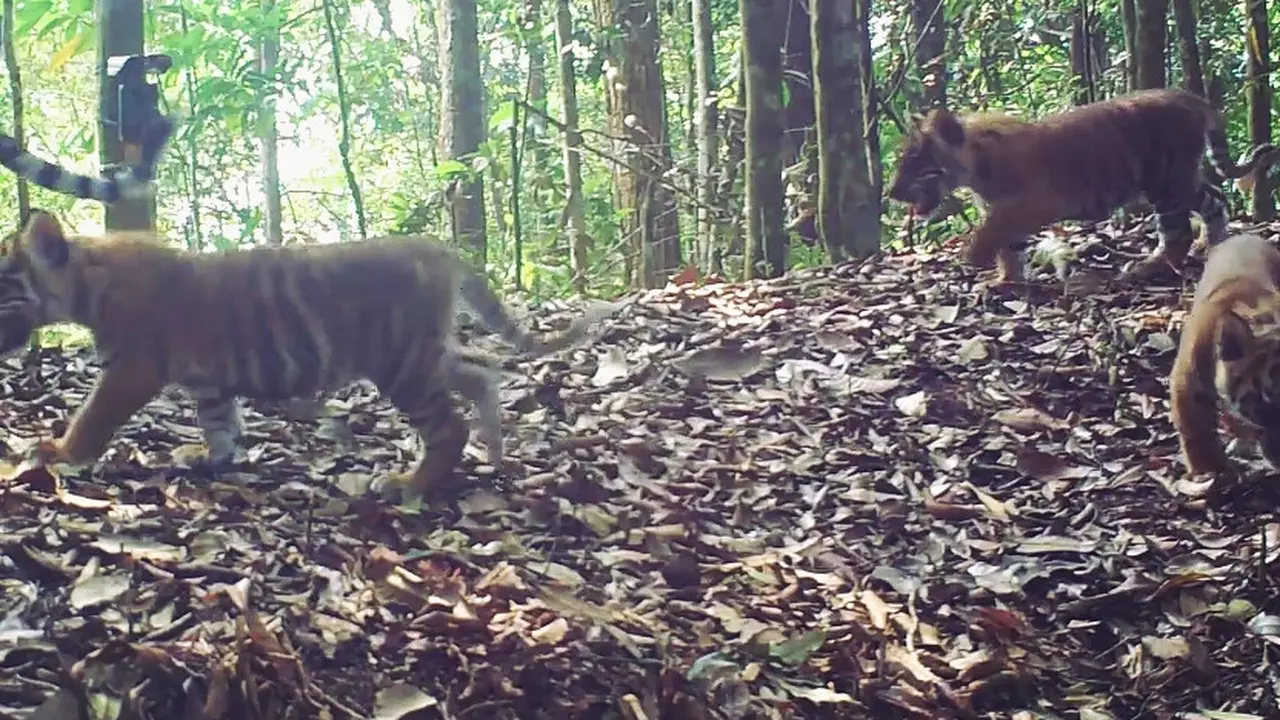 Harimau Sumatera