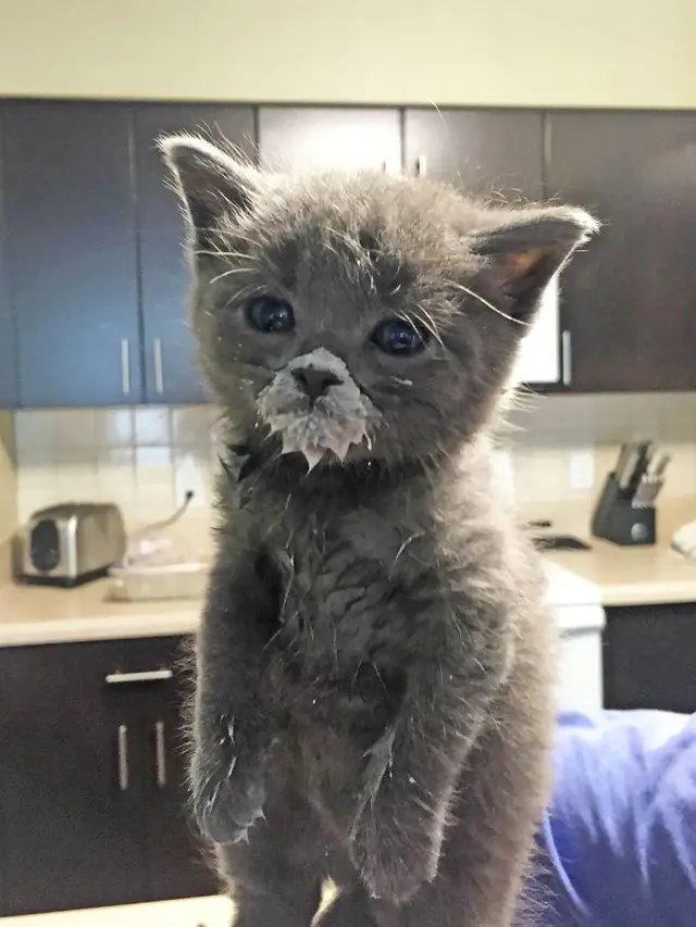 potret kocak kucing saat makan
