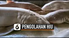 hiu thumbnail