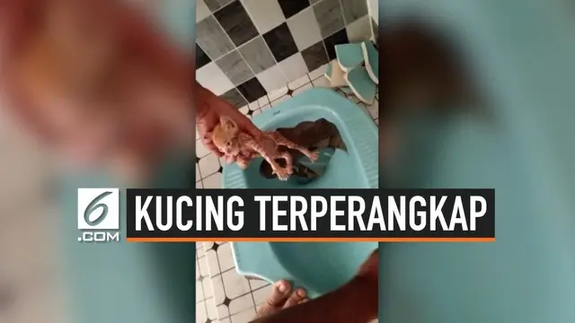 VIDEO: Penyelamatan Anak Kucing Terperangkap di Kloset