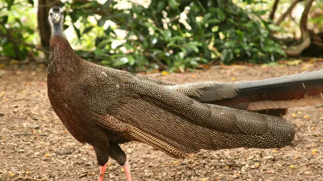 Burung Kuau