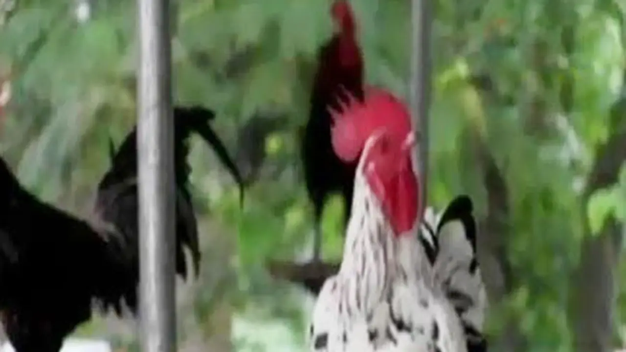 Ayam Ketawa