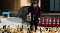 Kerumunan kucing yang mengerubungi perawat desa dan pejabat kota, Atsuko Ogata. Ia membawa kantong penuh makanan kucing untuk dibawa ke tempat pakan kucing di Pulau Aoshima. (Reuters, Thomas Peter)