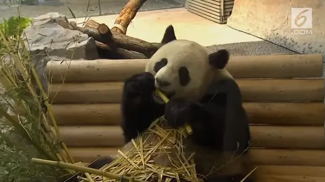 Presiden China Resmikan Taman Panda di Kebun Binatang Berlin