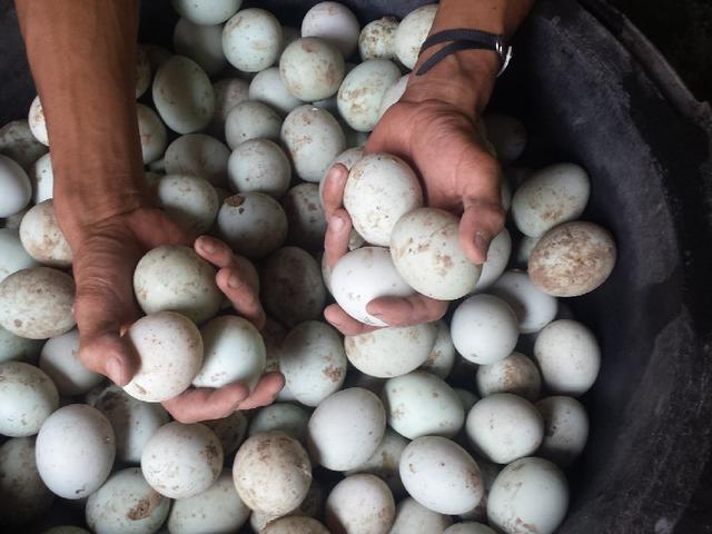 Cara Membuat Telur Asin Enak Dan Praktis Yang Bisa Dibuat Sendiri Lifestyle Liputan6 Com