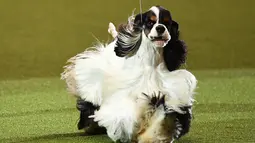 Anjing lucu ini keluar sebagai pemenang dalam acara Crufts Dog Show di Birmingham, Inggris, Minggu (12/3). Crufts Dog Show adalah salah satu kontes anjing terbesar di dunia yang diikuti oleh ribuan anjing. (AFP PHOTO / Justin Tallis)