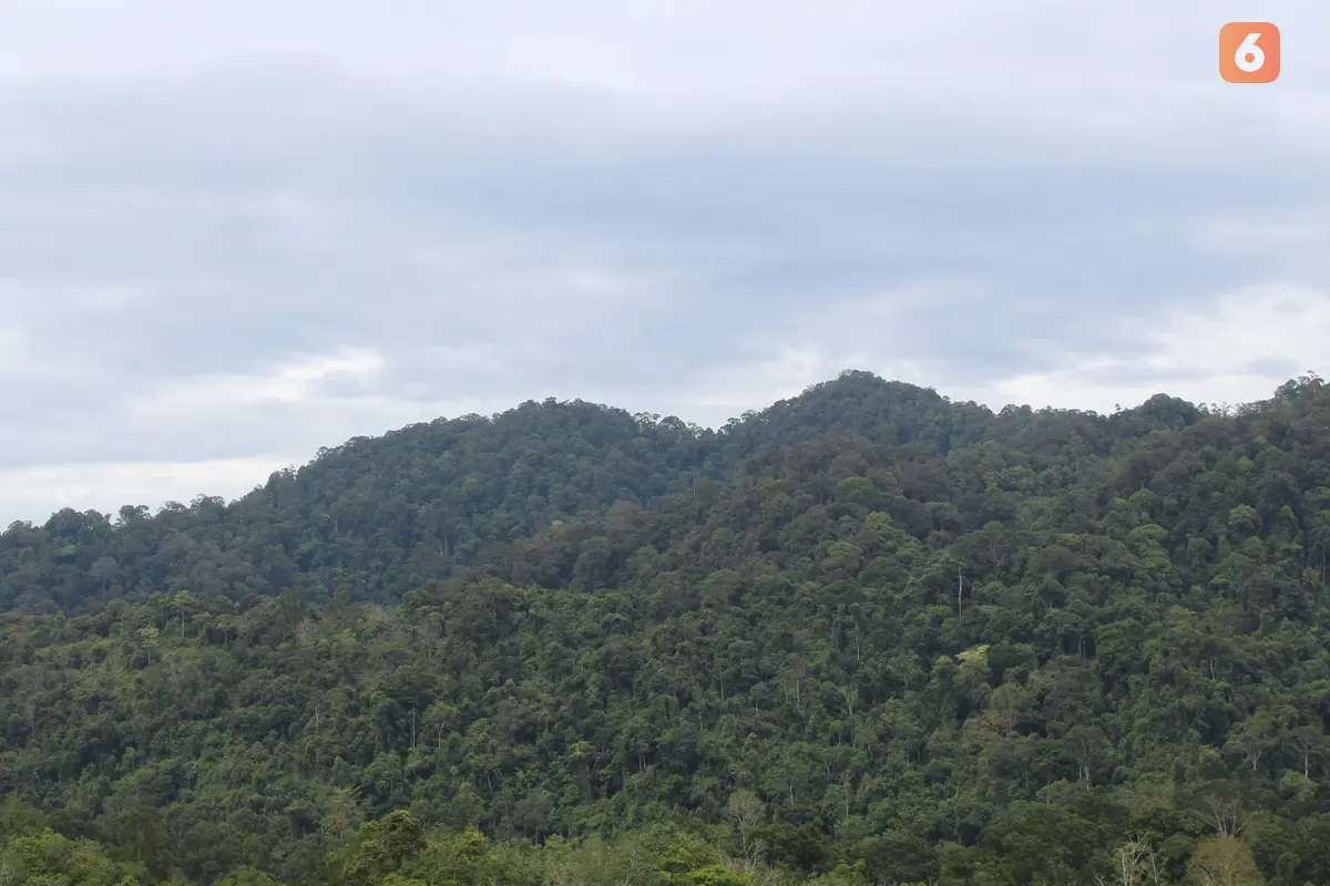 Hutan Adat Guguk