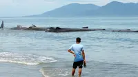 Pria melihat sembilan Paus Sperma yang terdampar di Pantai Ujung Kareng, Aceh Besar, Aceh, Senin (13/11). Paus tersebut ditemukan pertama kali warga dan nelayan setempat pada pukul 09.30 WIB. (AFP Photo/Chaideer Mahyuddin)