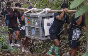Menyusuri Medan Terjal untuk Mengembalikan Orangutan ke Habitatnya