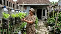 9 Trik Menanam Selada di Botol Air Mineral agar Daunnya Renyah dan Lebat