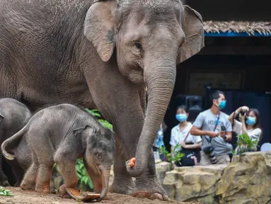 Dua bayi gajah Asia bermain dekat seekor induk gajah di Taman Safari Chimelong, Guangzhou, Provinsi Guangdong, China, Rabu (27/5/2020). Dua gajah Asia betina di Taman Safari Chimelong melahirkan dua bayi pada tanggal 30 April dan 12 Mei 2020. (Xinhua/Liu Dawei)