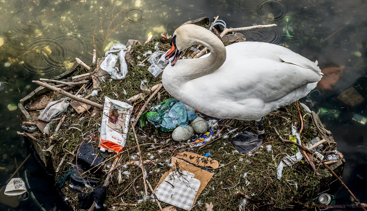 Seekor angsa bersarang di danau dekat Jembatan Ratu Louise, Kopenhagen, Denmark, Selasa (17/4). Sarang yang terdapat sejumlah telur tersebut sebagian terbuat dari sampah yang ditemukan di danau. (Mads Claus Rasmussen/Ritzau Scanpix via AP)