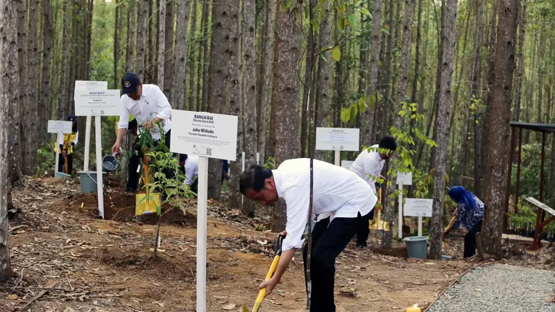 Presiden Joko Widodo (Jokowi) telah melakukan penanaman pohon di lokasi Miniatur Reforestrasi Hutan Tropis, Kawasan Ibu Kota Nusantara (IKN)