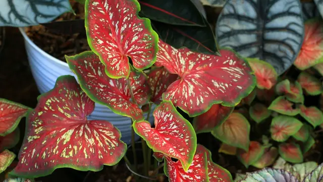 Keladi (Caladium)