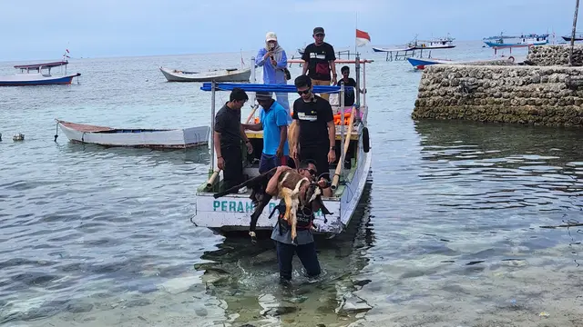Dompet Dhuafa saat menurunkan hewan kurban dari kapal Dakwah Dompet Dhuafa di Pulau Saroppo Caddi, Pangkajene dan Kepulauan, Sulawesi Selatan. (Liputan6.com/Dicky Agung Prihanto)