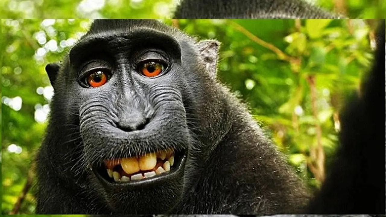 Naruto monyet selfie