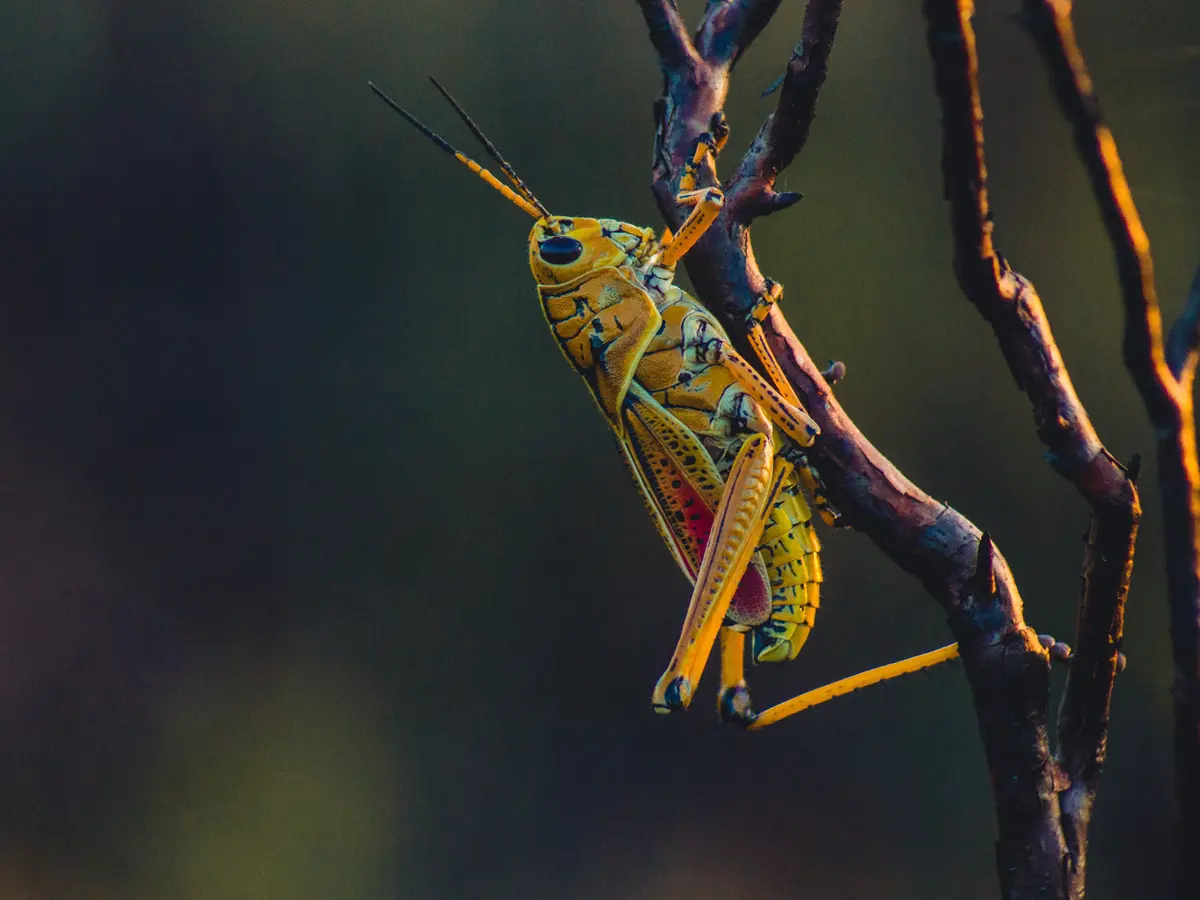 Arti Mimpi Melihat Belalang: Tanda Keberuntungan Atau Pertanda Buruk?