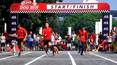 Minggu (18/05/14) ratusan anjing beserta pemiliknya mengikuti lomba lari di Parkir Timur, Senayan (Liputan6.com/Andrian M Tunay)