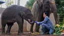 Peringatan Hari Gajah Sedunia bertujuan untuk meningkatkan kesadaran serta berbagi pengetahuan dan solusi positif demi perawatan dan pengelolaan gajah liar maupun dalam penangkaran yang lebih baik. (AP Photo/Firdia Lisnawati)