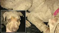 Tega, Anjing Malang Ditemukan Berlumur Cat