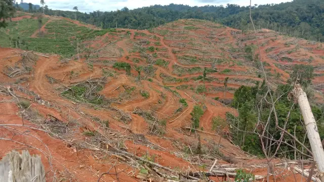 Deforestasi di PT HAN