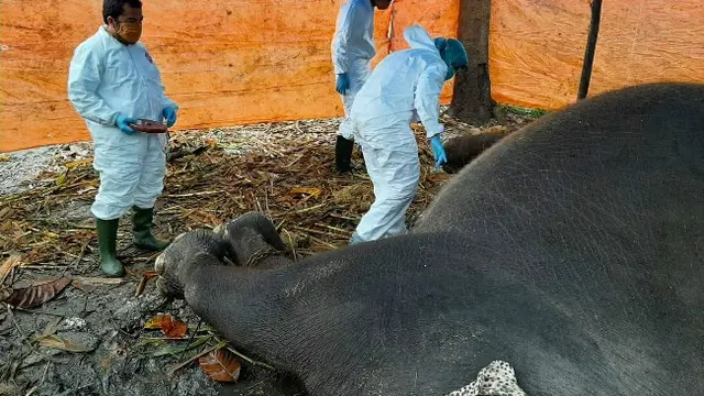 Petugas medis melakukan nekropsi atau bedah bangkai terhadap gajah mati di Kebun Binatang Kasang Kulim.