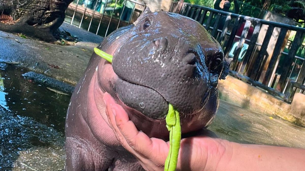 Moo Deng Si Kuda Nil Kerdil Viral Ultah ke-1, Ribuan Penggemar Padati Kebun Binatang Thailand