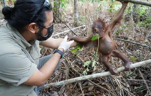 Bayi orang utan. (Liputan6.com/Abdul Jalil)